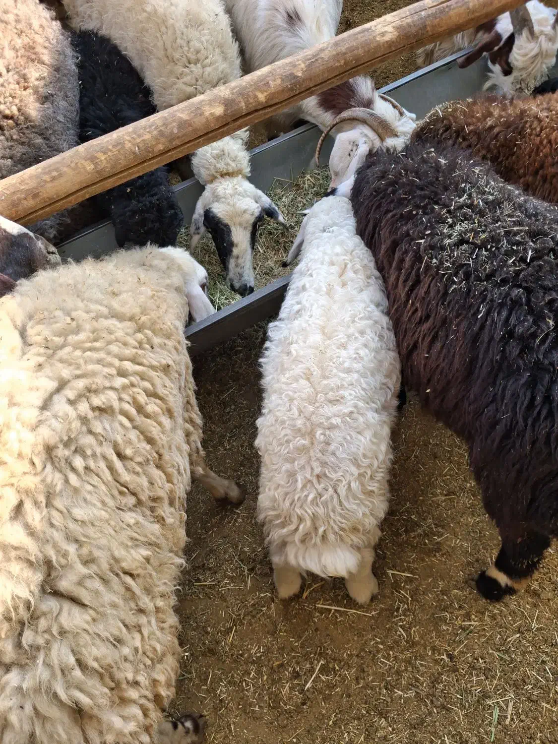 میش بره|حیوانات مزرعه|خنداب, |دیوار