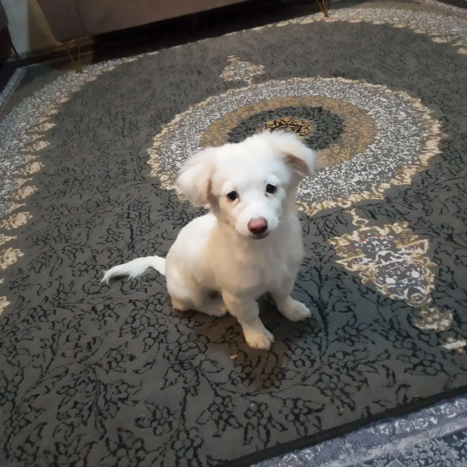 اشپیزپامر|سگ|بندرعباس, |دیوار