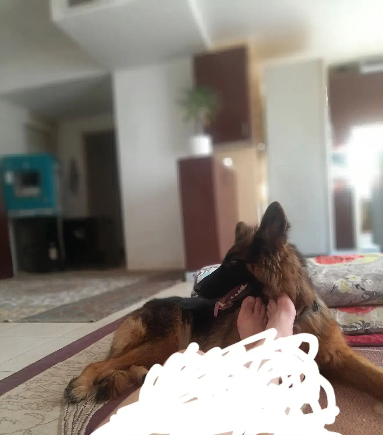 سگ ژرمن شیپر|سگ|هشتگرد, مدرس|دیوار