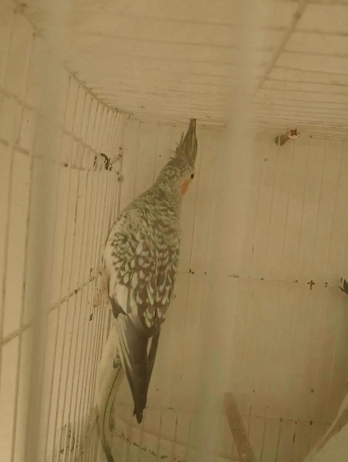 عروس هلندی|پرنده|بردسکن, |دیوار