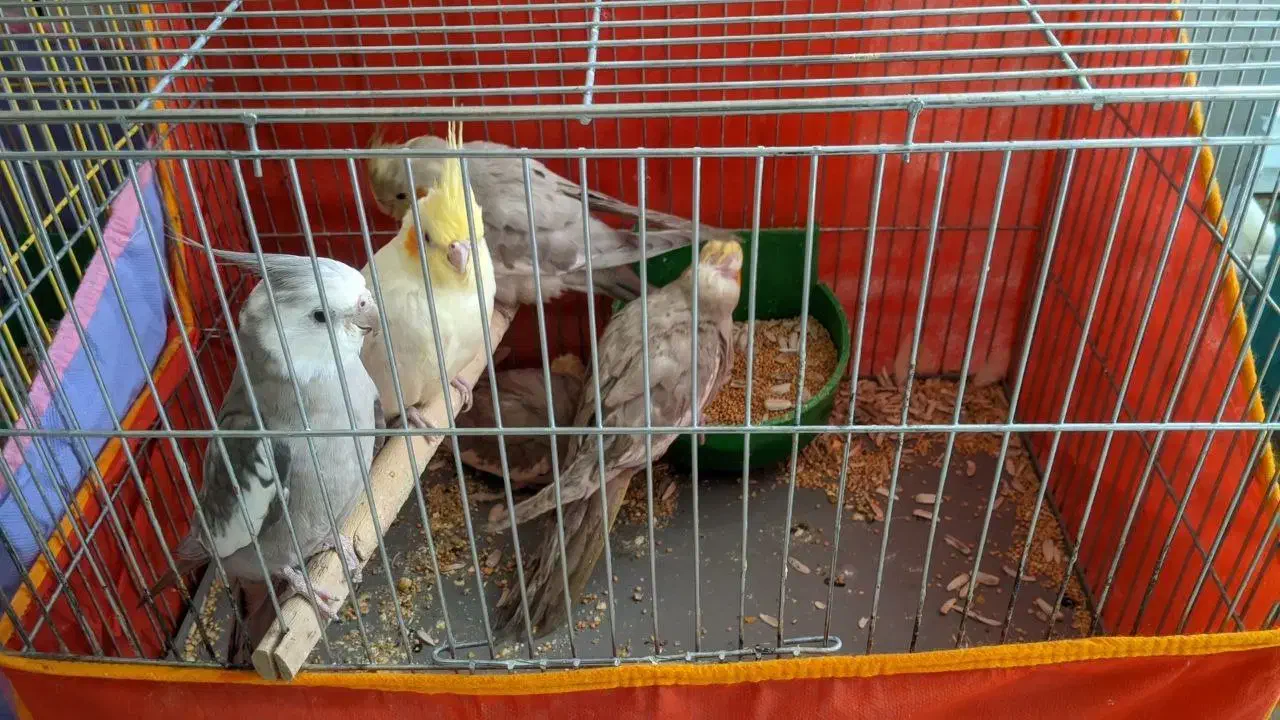 عروس هلندی رام با تخم و جوجه|پرنده|کرمان, |دیوار