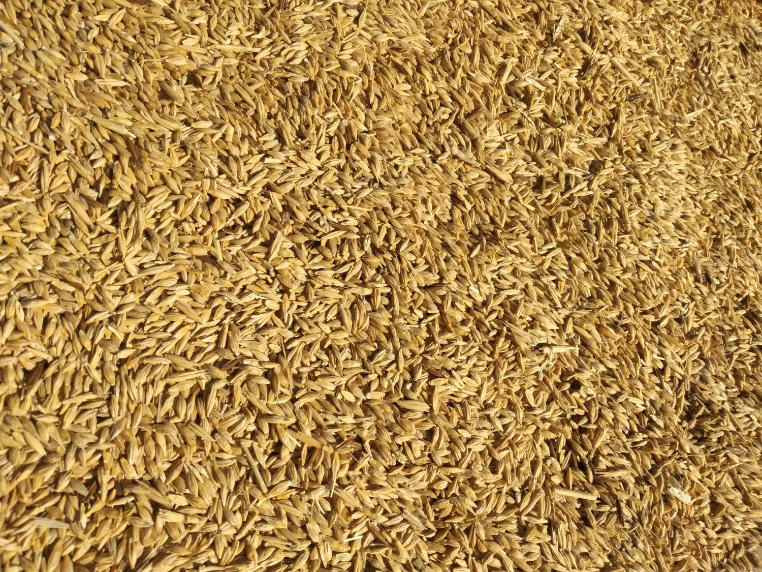 جو دیم|لوازم جانبی حیوانات|چگنی, |دیوار