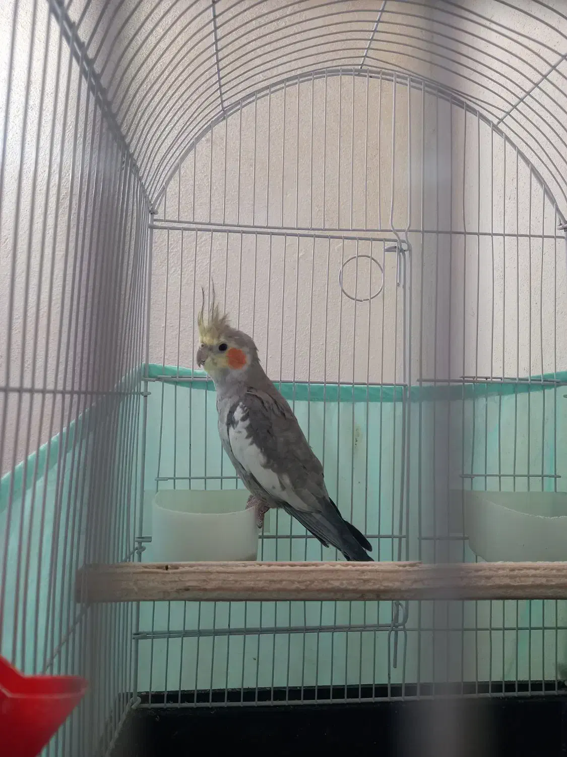 عروس هلندی|پرنده|زنجان, |دیوار