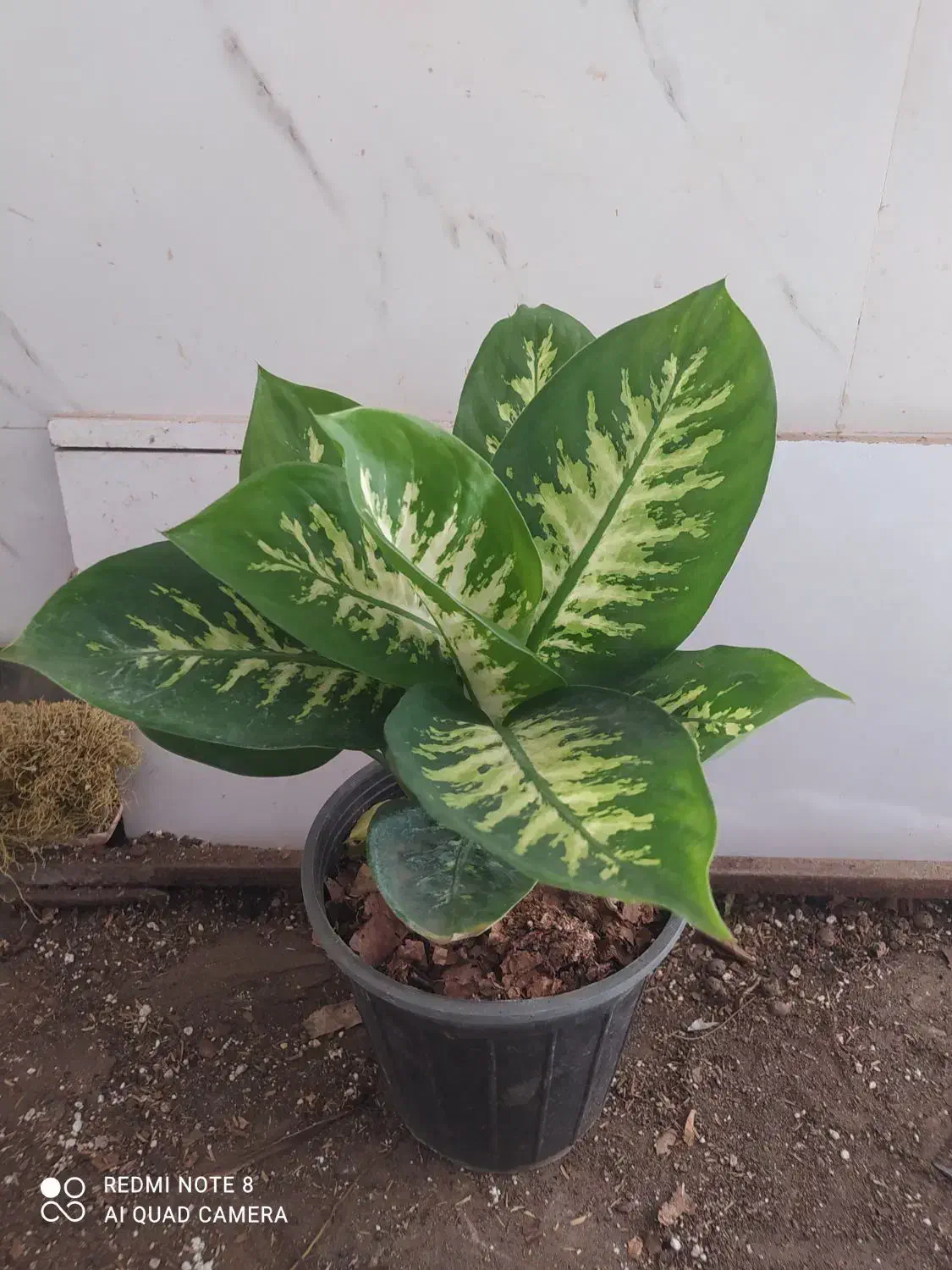 گل و گیاه دیفن باخیا|گل و گیاه طبیعی|اهواز, سیصد دستگاه|دیوار