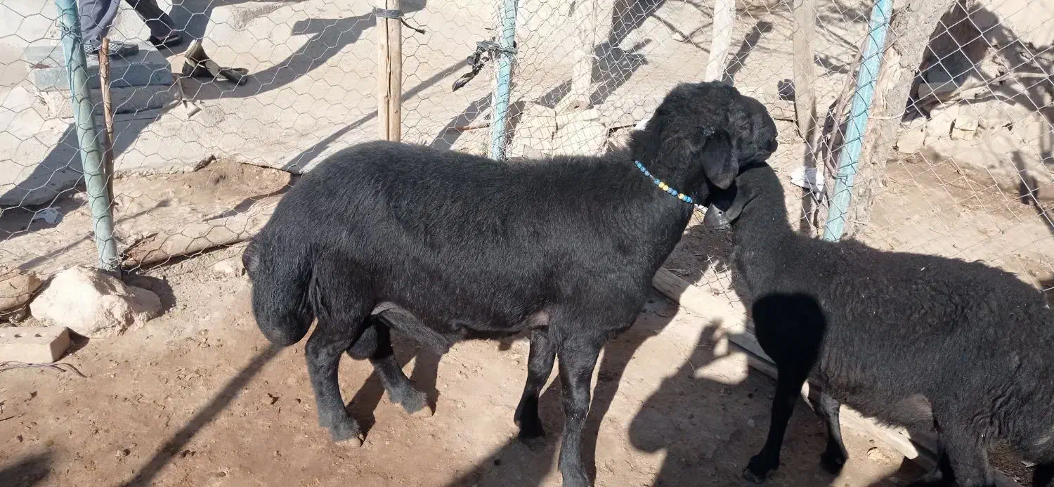 قوچ قره قزل|حیوانات مزرعه|زنجان, |دیوار