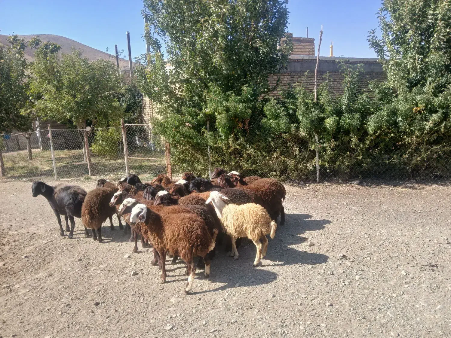 بره نر و ماده داشتی|حیوانات مزرعه|زالیان, |دیوار