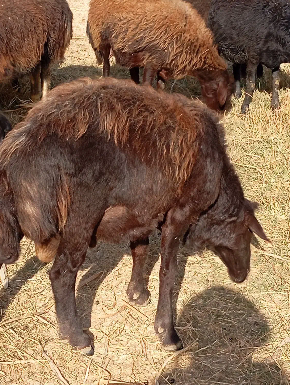 قوچ 25میلیون|حیوانات مزرعه|ماهنشان, |دیوار