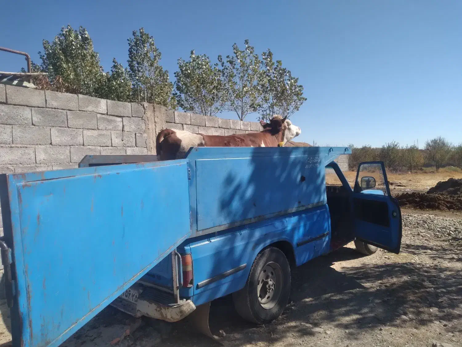 گاو سیمنتال|حیوانات مزرعه|مهربان, |دیوار