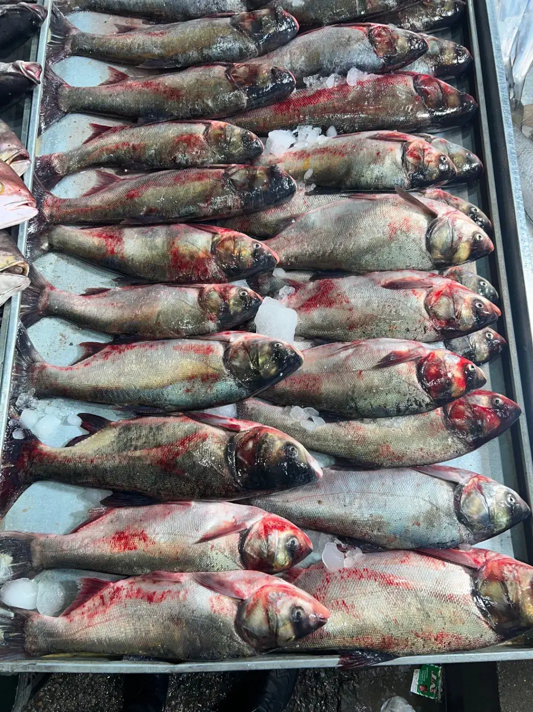 ماهی فیتو ازاد بیگهد درشت|ماهی|زابل, |دیوار