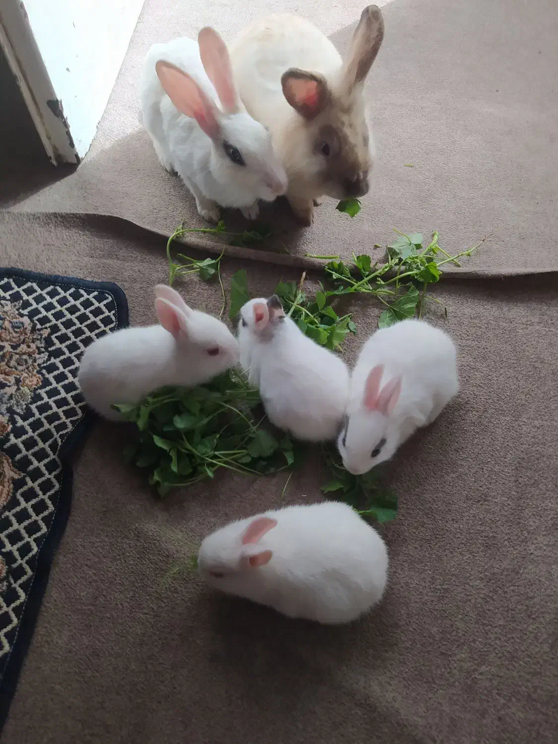 خرگوش|موش و خرگوش|مسجد سلیمان, |دیوار