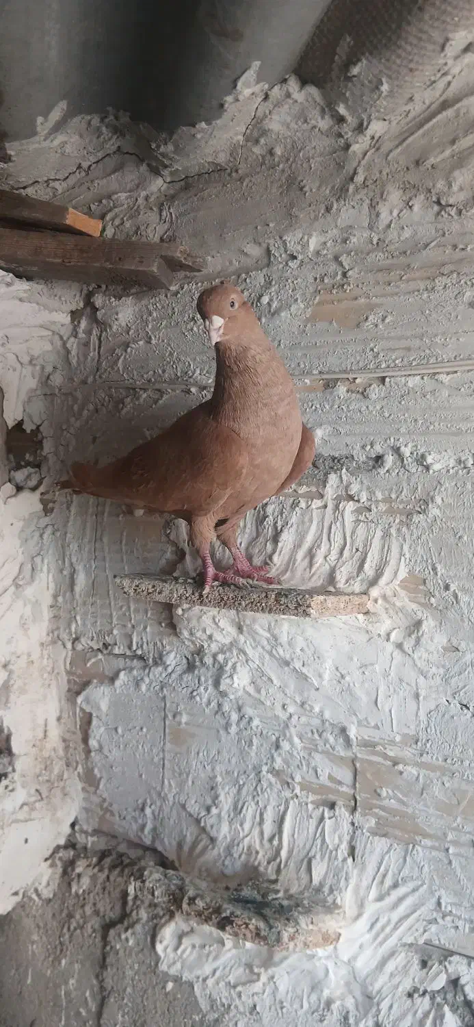 کفتر کبوتر|پرنده|اقبالیه, |دیوار