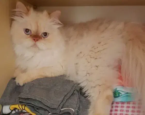 گربه پرشین رد پوینت|گربه|قم, شهرک فاطمیه|دیوار