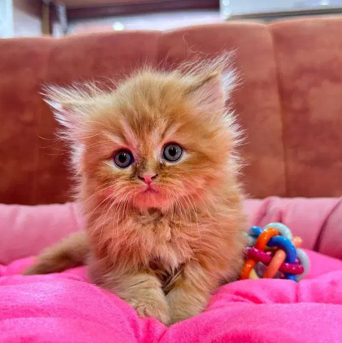 گربه پرشین فلت اصیل|گربه|تبریز, |دیوار