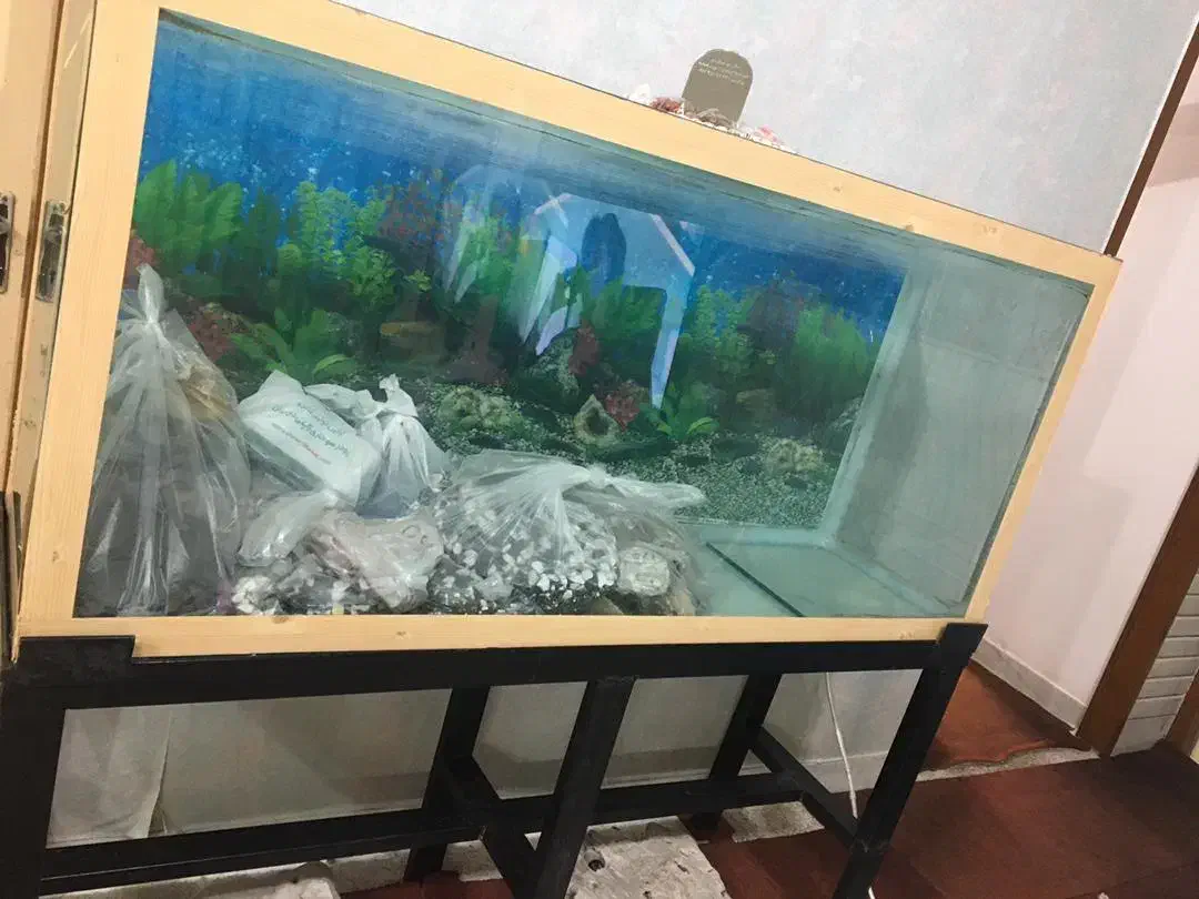 اکواریوم ماهی|ماهی|خمینی‌شهر, |دیوار