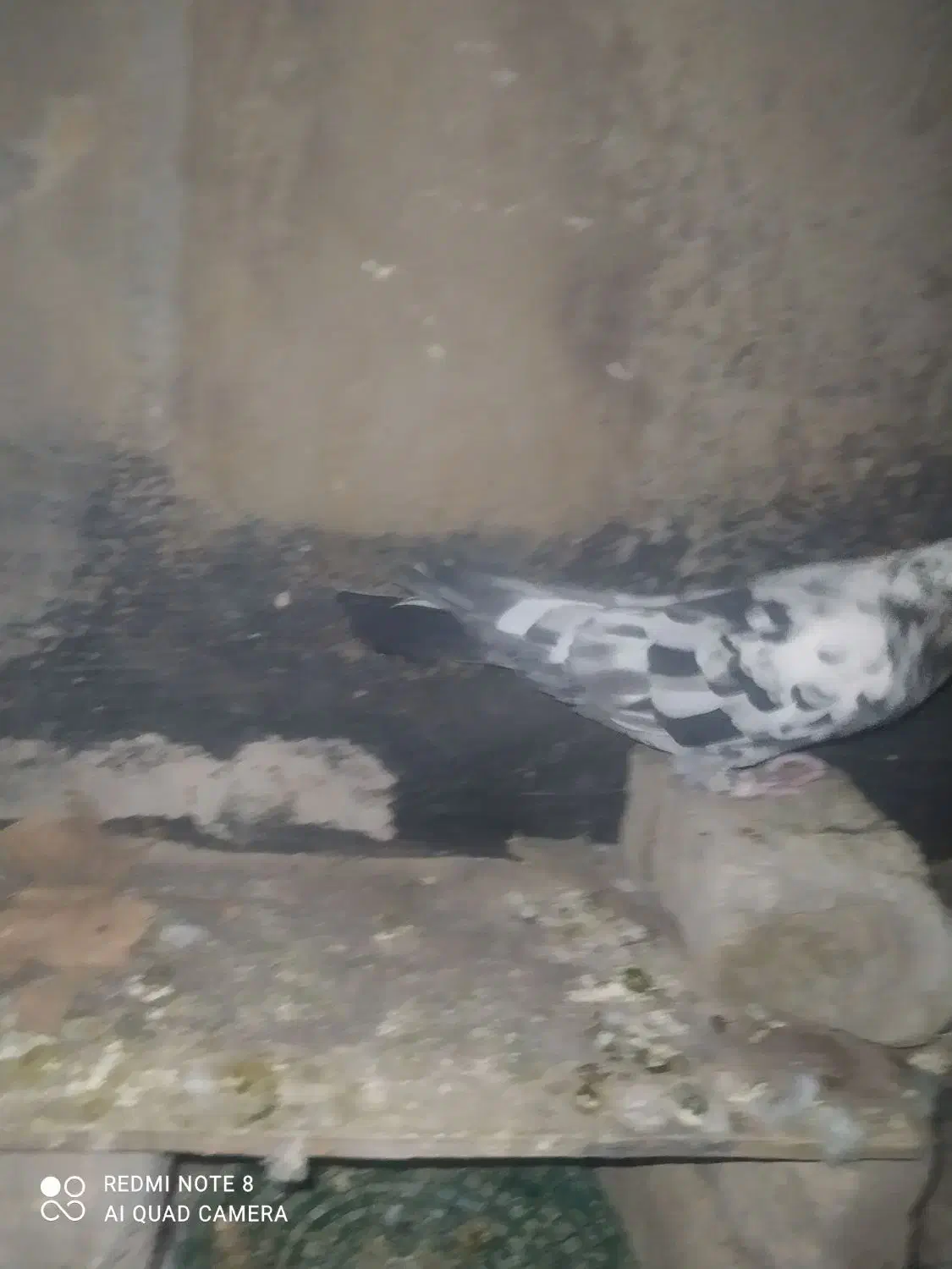 کبوتر پرشی|پرنده|چناران, |دیوار