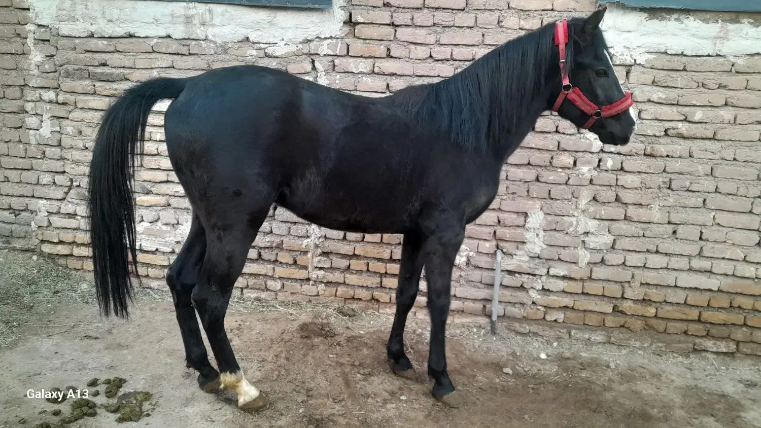 کره اسب|اسب و تجهیزات اسبسواری|مرند, |دیوار