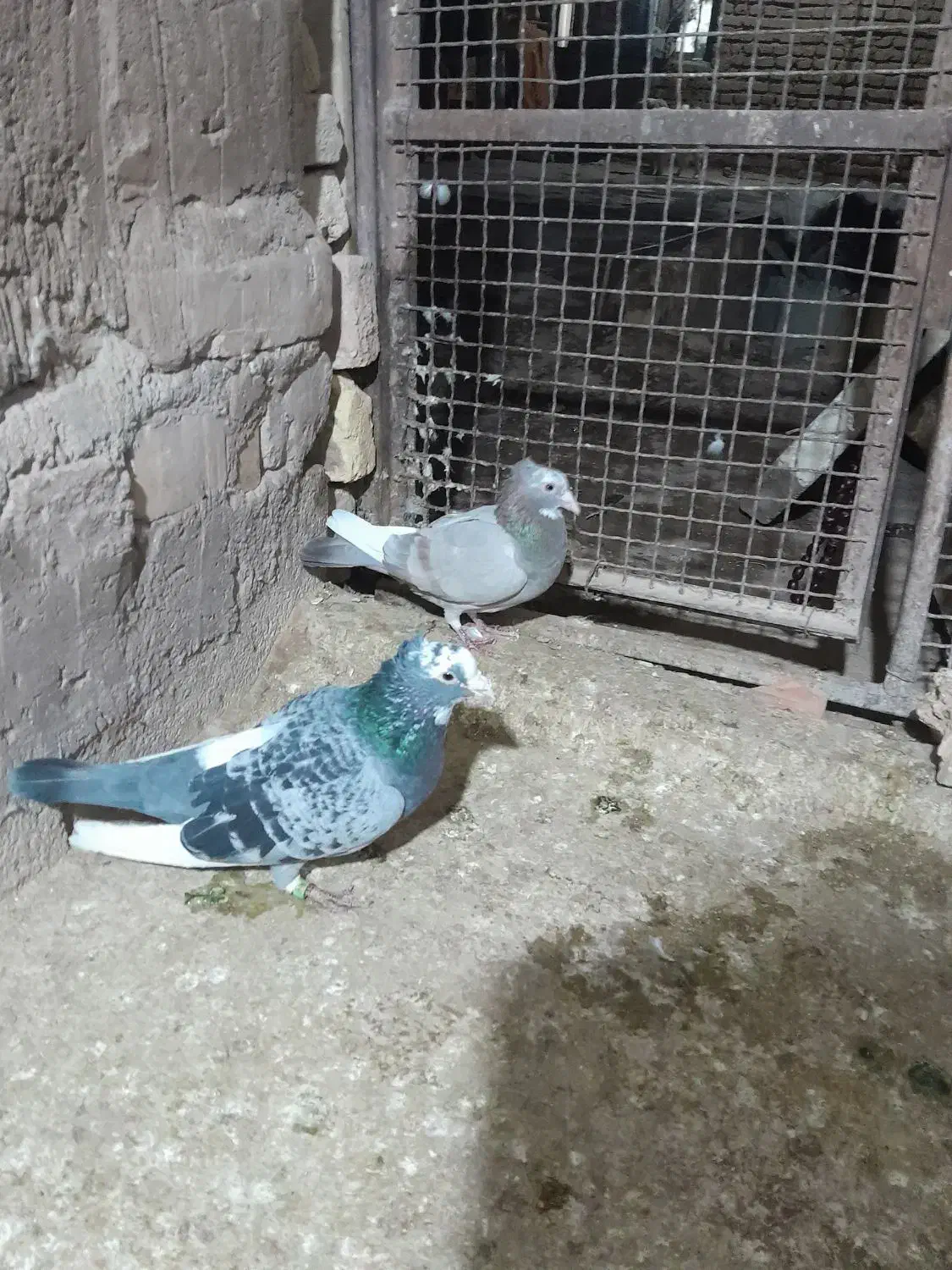 پلنگ|پرنده|کرمان, |دیوار