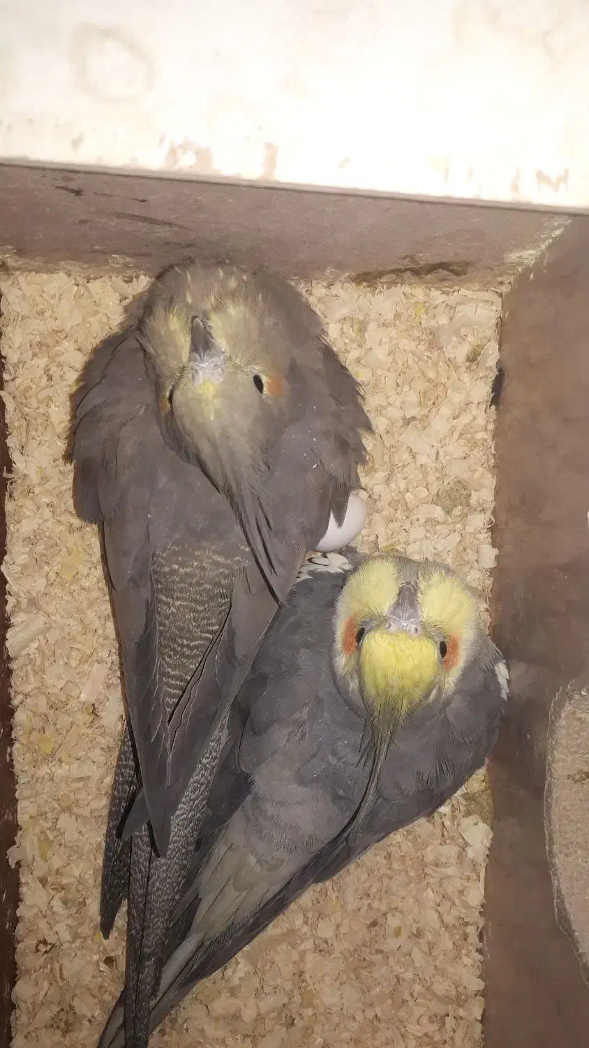 یک جفت عروس هلندی نر و ماده|پرنده|تهران, مشیریه|دیوار