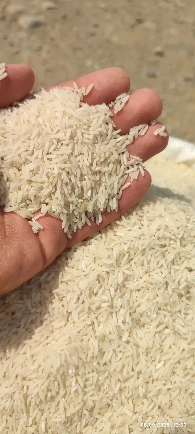 برنج هاشمی دره رود اصل به شرط|خوردنی و آشامیدنی|پارسآباد, |دیوار