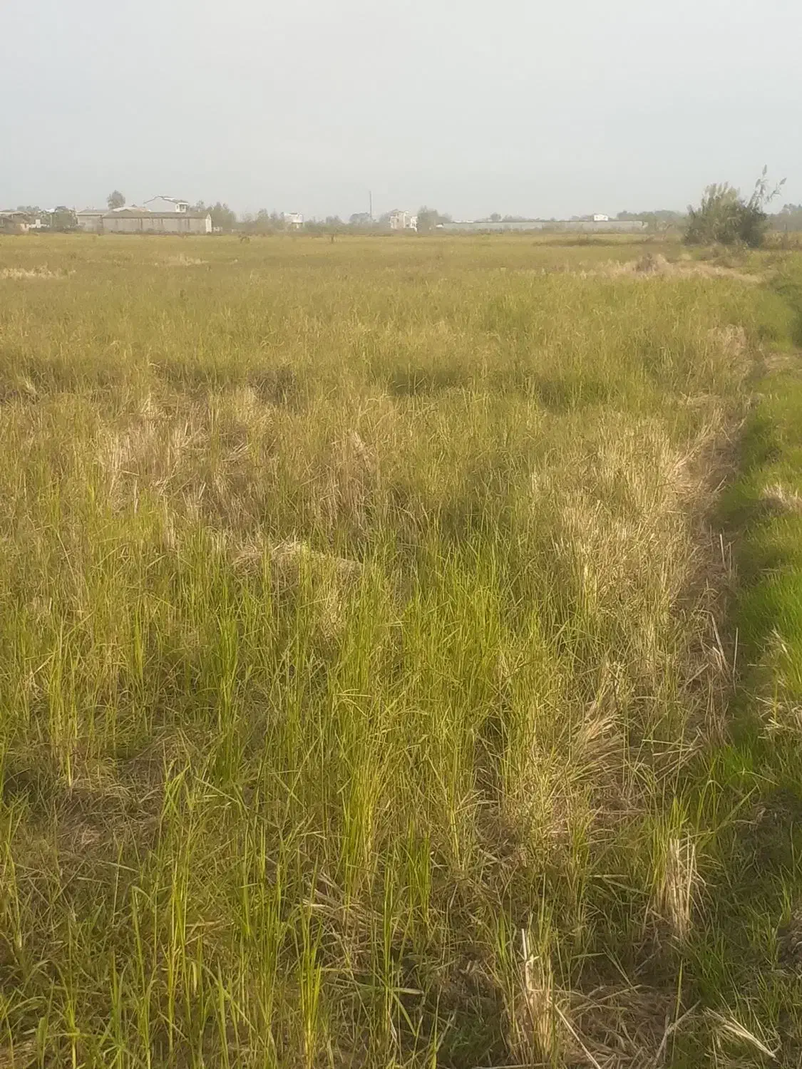 فروش شالیزار ، برنج ، ۲۷۰۰ متری|فروش زمین و ملک کلنگی|چاف و چمخاله, |دیوار