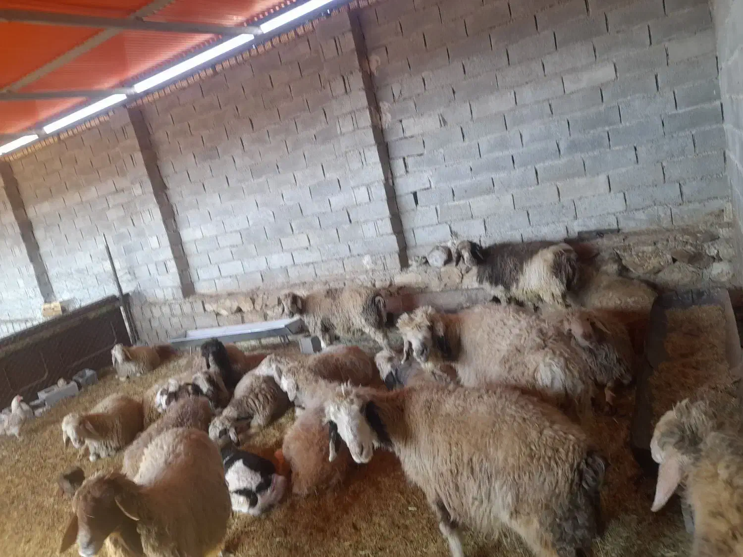 معاوضه ۱۹راس میش با کهره|حیوانات مزرعه|بهبهان, |دیوار