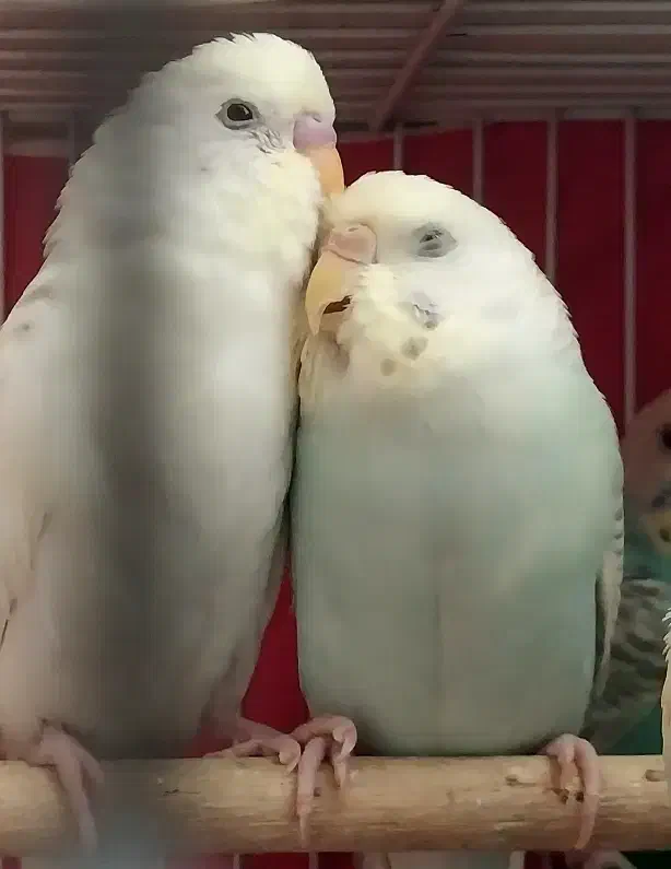 مرغ عشق|پرنده|مشهد, آیت الله کاشانی|دیوار