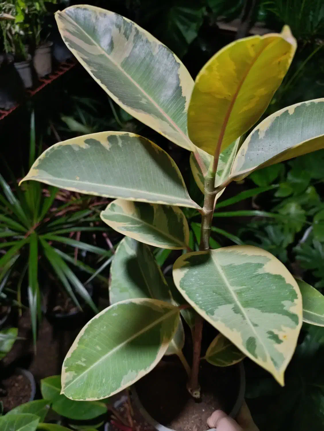 گل طبیعی|گل و گیاه طبیعی|لاهیجان, لیل|دیوار