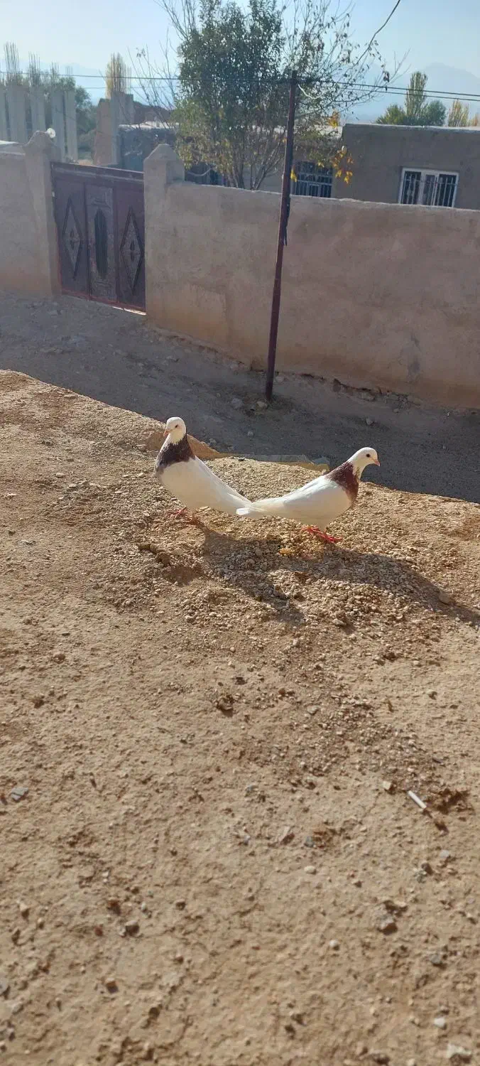 طوقی|پرنده|قروه, |دیوار