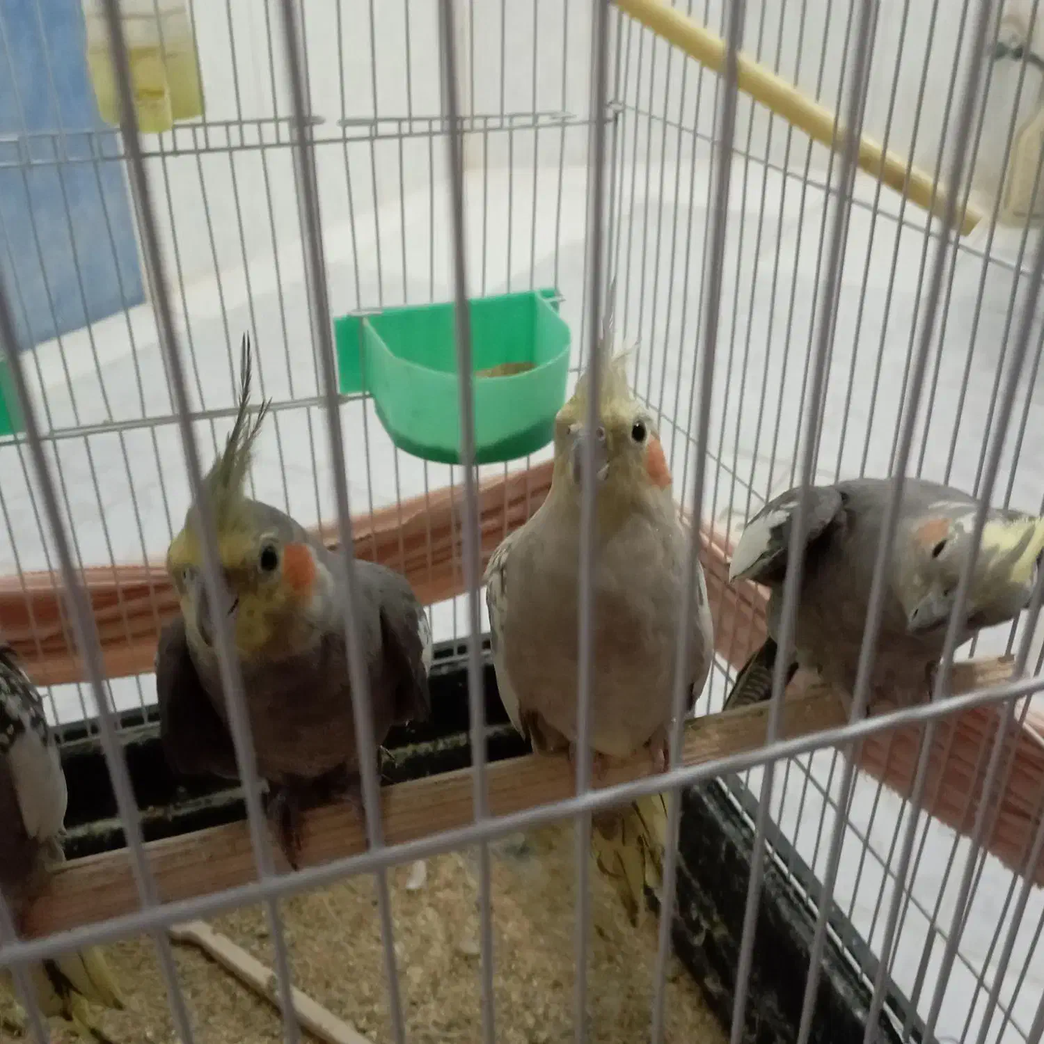 عروس هلندی|پرنده|مشهد, ویلاشهر|دیوار