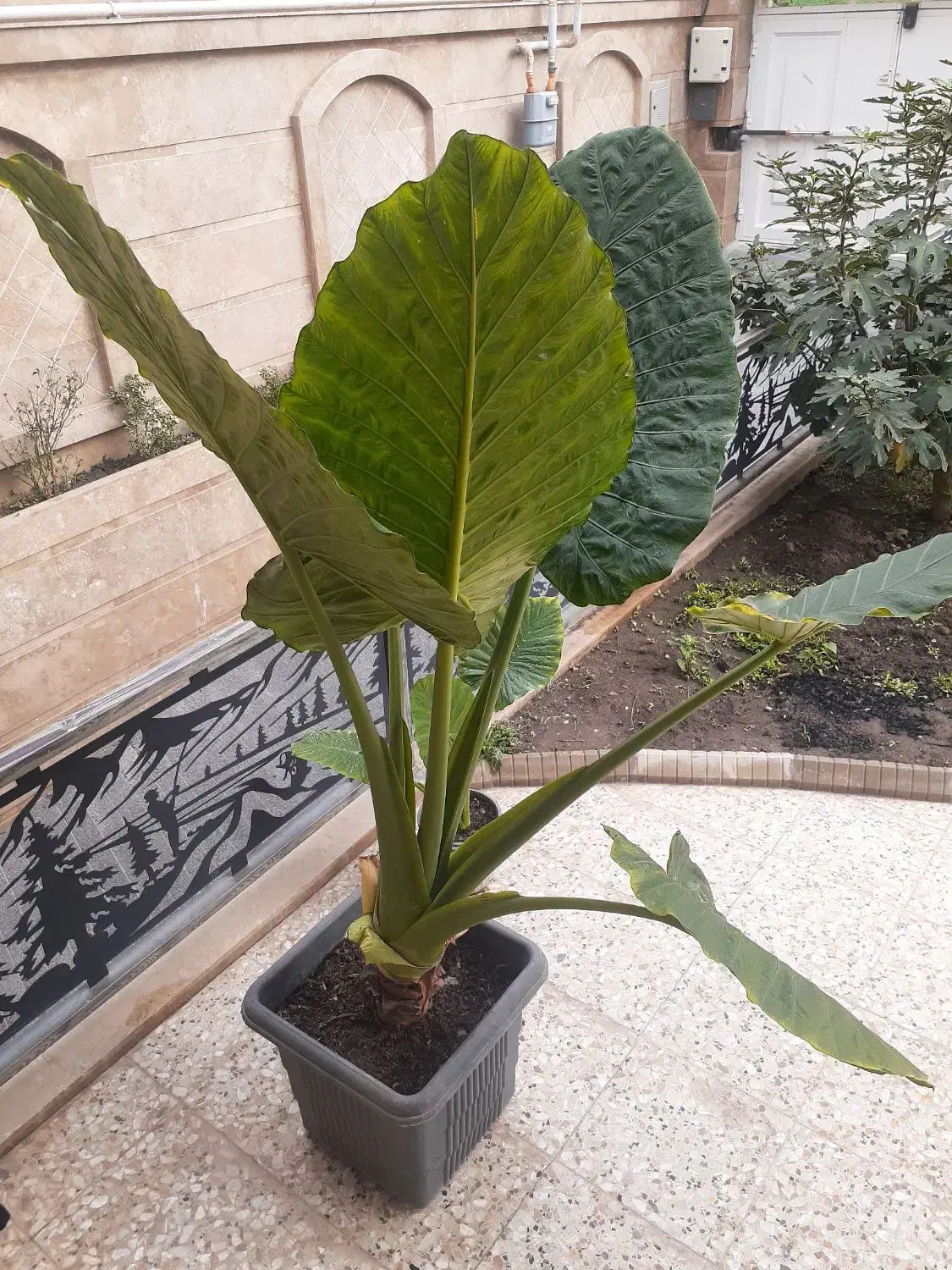 فروش گل|گل و گیاه طبیعی|رامیان, |دیوار