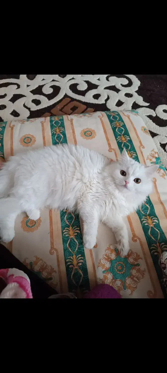 گربه|گربه|بوکان, |دیوار