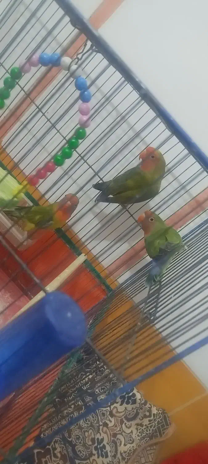 کوتوله برزیلی|پرنده|قم, شهرک امام حسین|دیوار