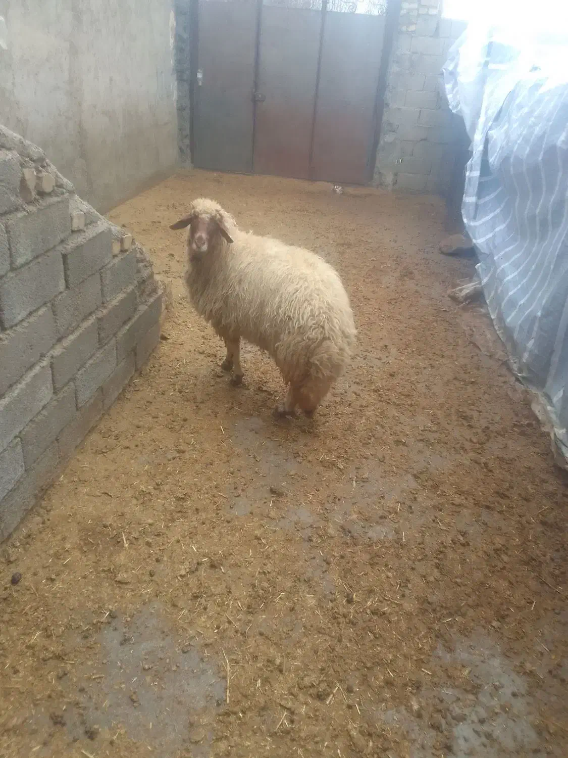 دو گوسفند و یه بره|حیوانات مزرعه|الشتر, |دیوار