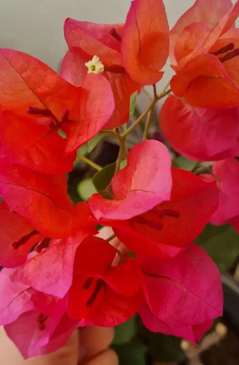 گل اپارتمانی|گل و گیاه طبیعی|مراغه, |دیوار