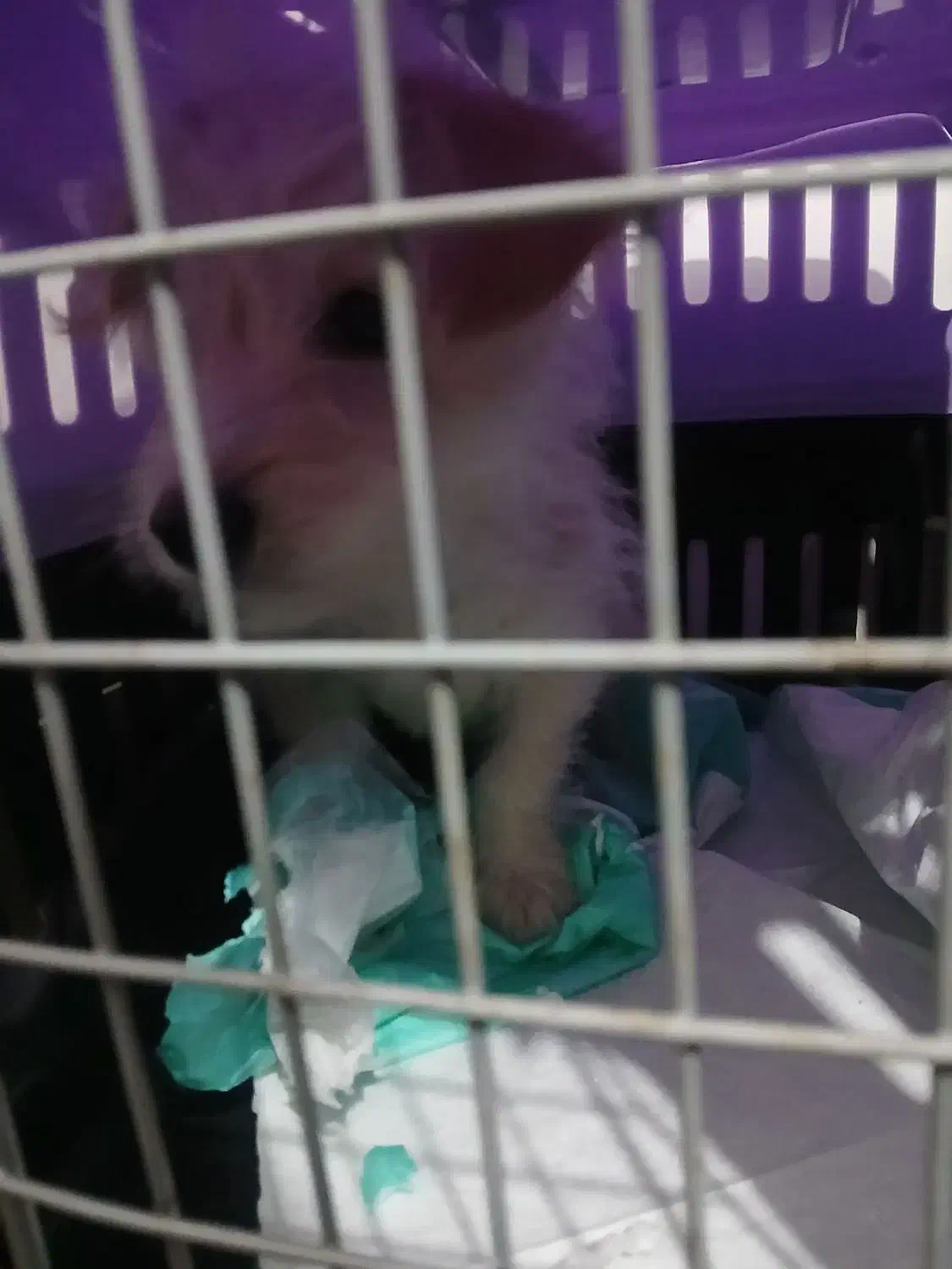 سگ ماده|سگ|رباط‌کریم, مسکن مهر آبشناسان|دیوار