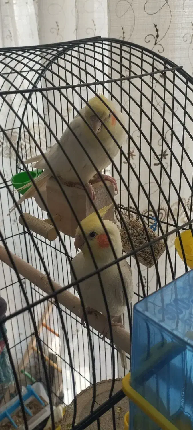 یه جفت عروس هلندی نر ماده|پرنده|سبزوار, مدرس|دیوار