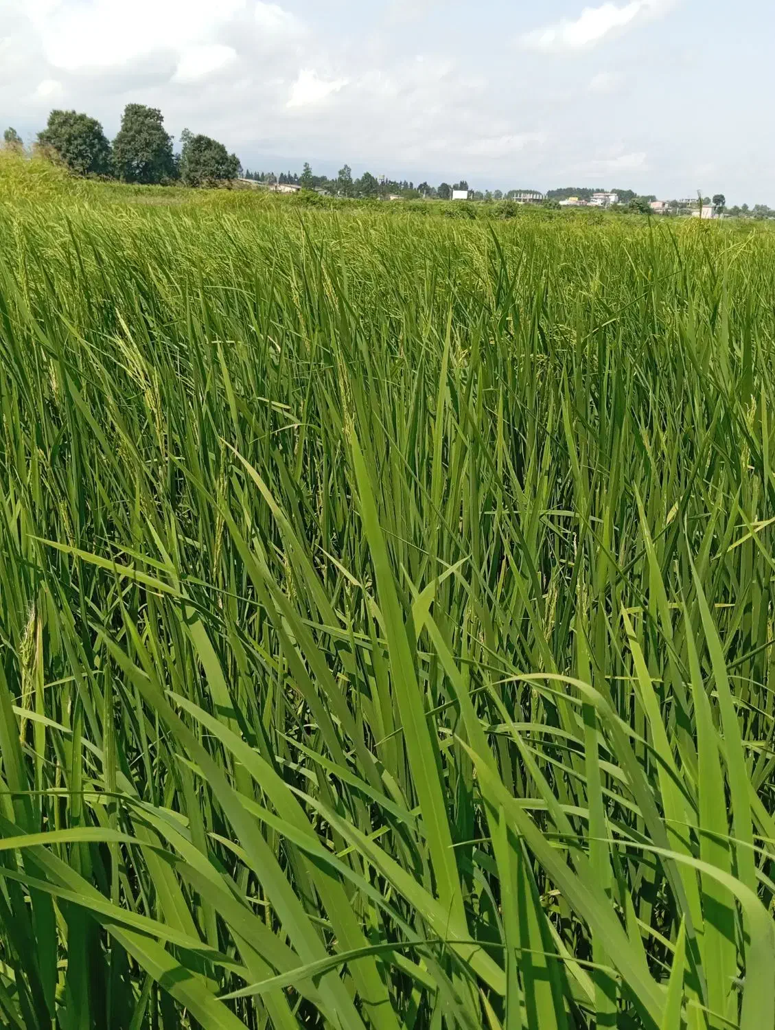 زمین کشاورزی|فروش دفتر صنعتی، کشاورزی، تجاری|آمل, |دیوار