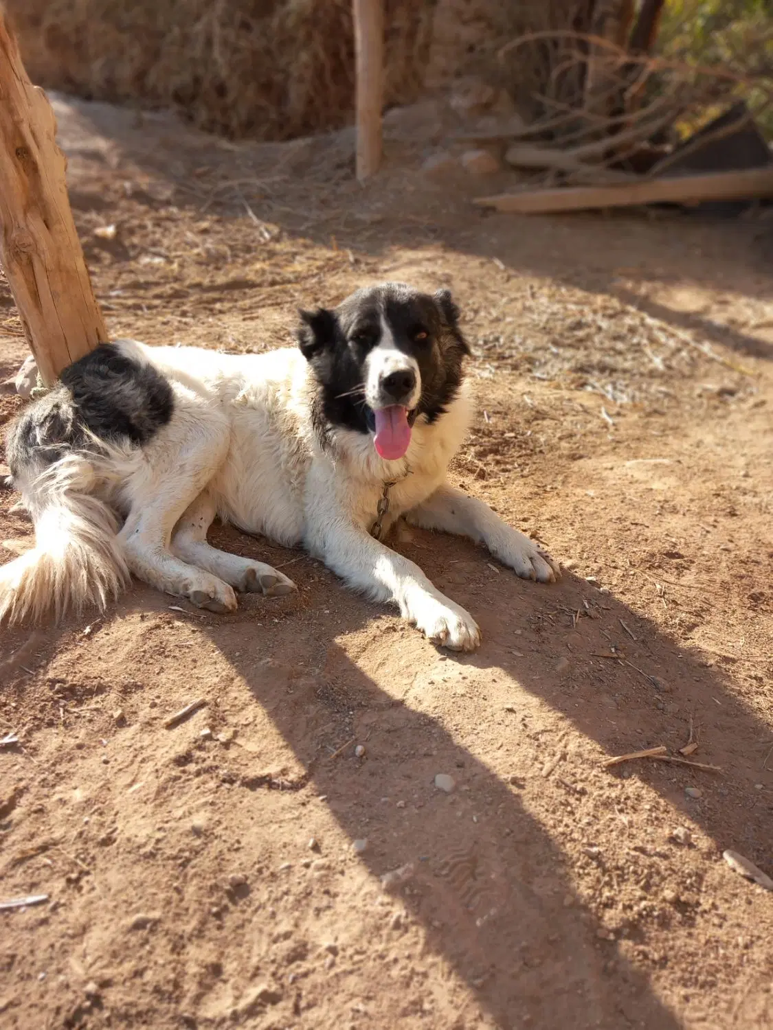 سگ ،|سگ|زنجان, |دیوار
