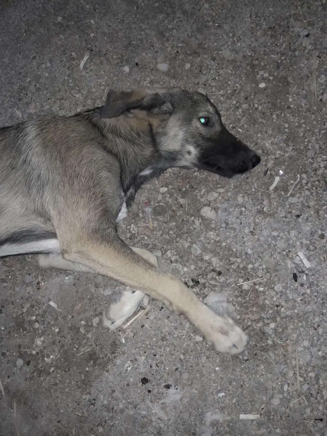 واگذاری رایگان|سگ|آبادان, |دیوار