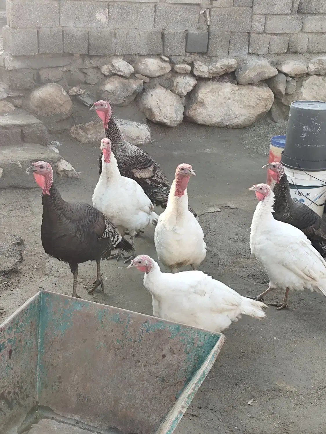 فروش بوقلمون|حیوانات مزرعه|انزل, |دیوار