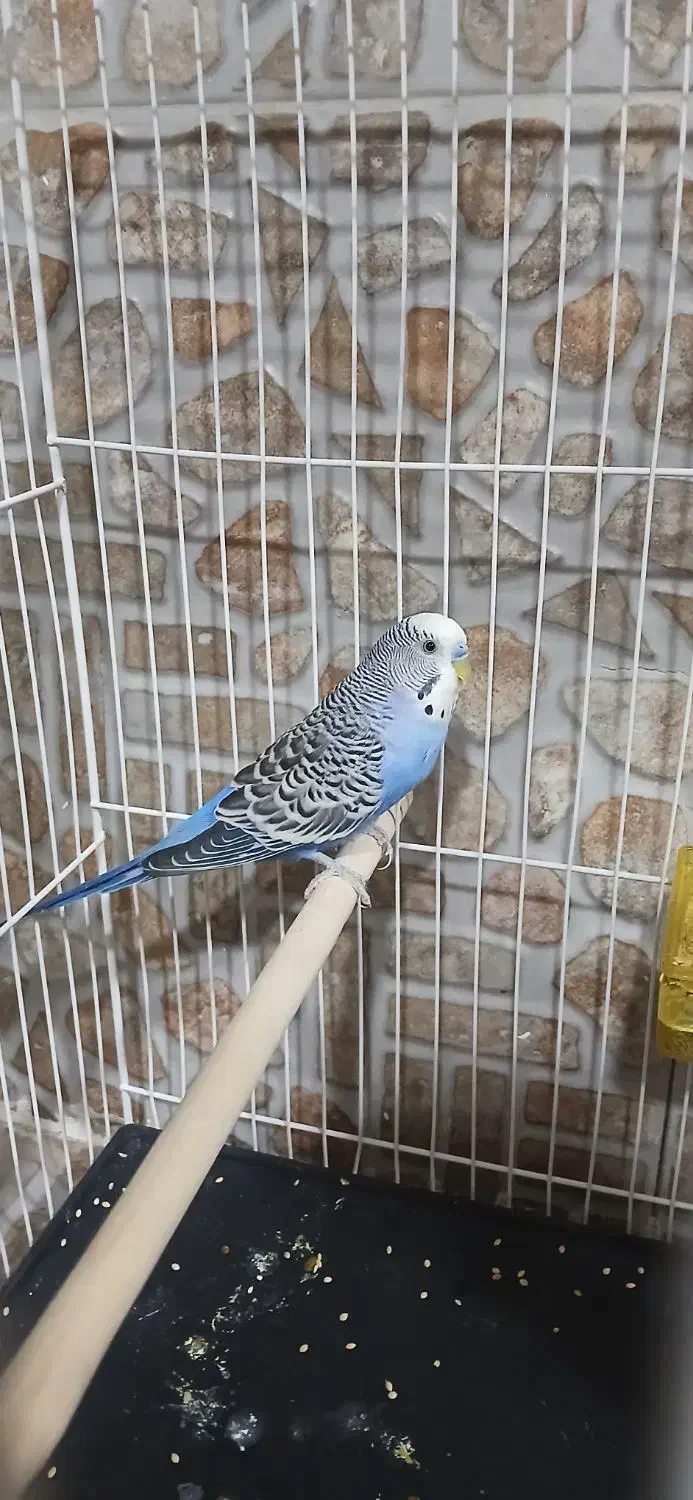 مرغ عشق|پرنده|سرایان, |دیوار