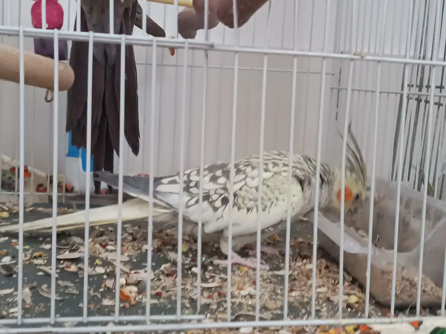 قبول سرپرستی پرندگان|پرنده|چناران, |دیوار