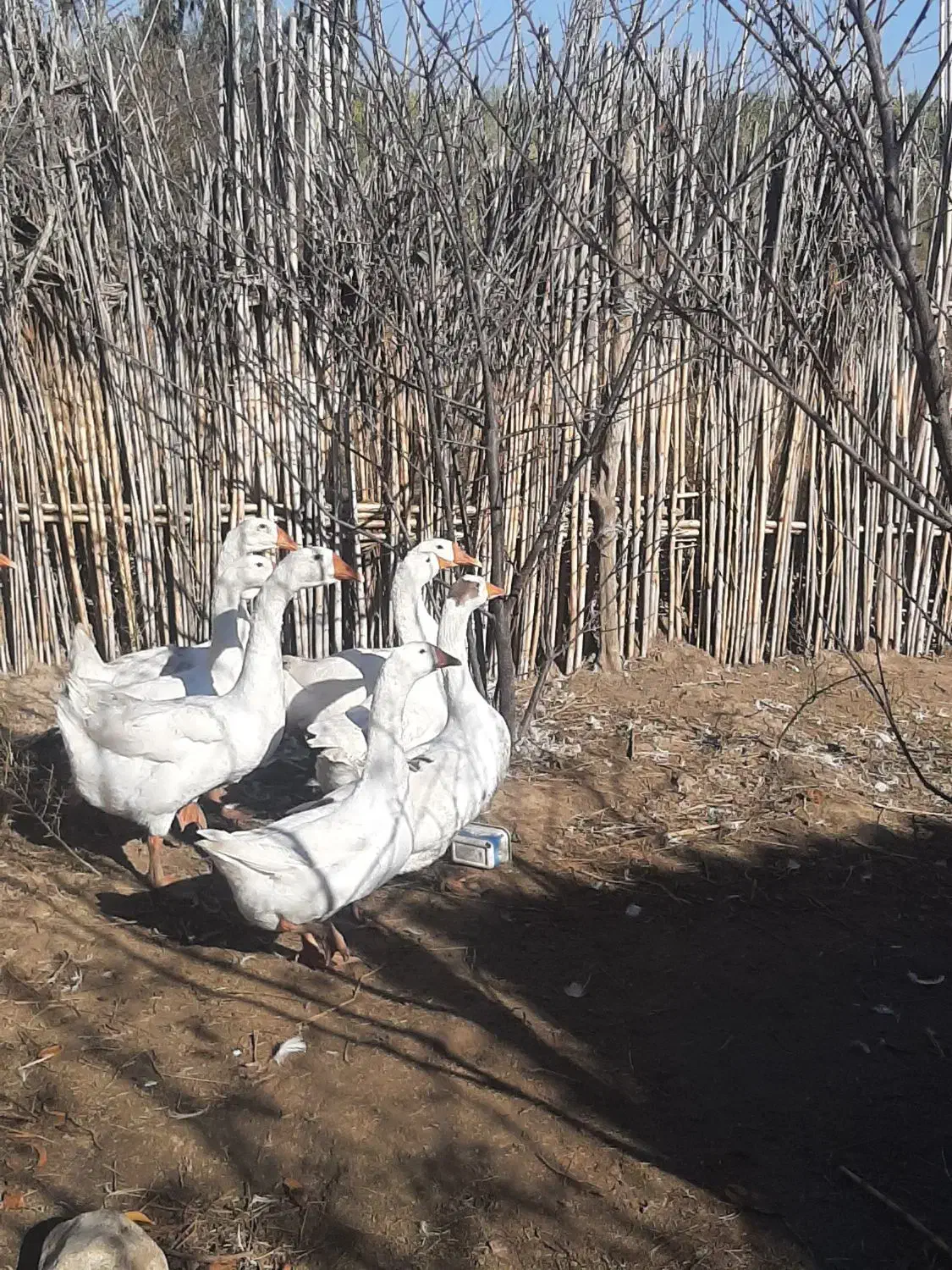 قوغاز لیندا کرچی اصیل|حیوانات مزرعه|گنبد کاووس, |دیوار