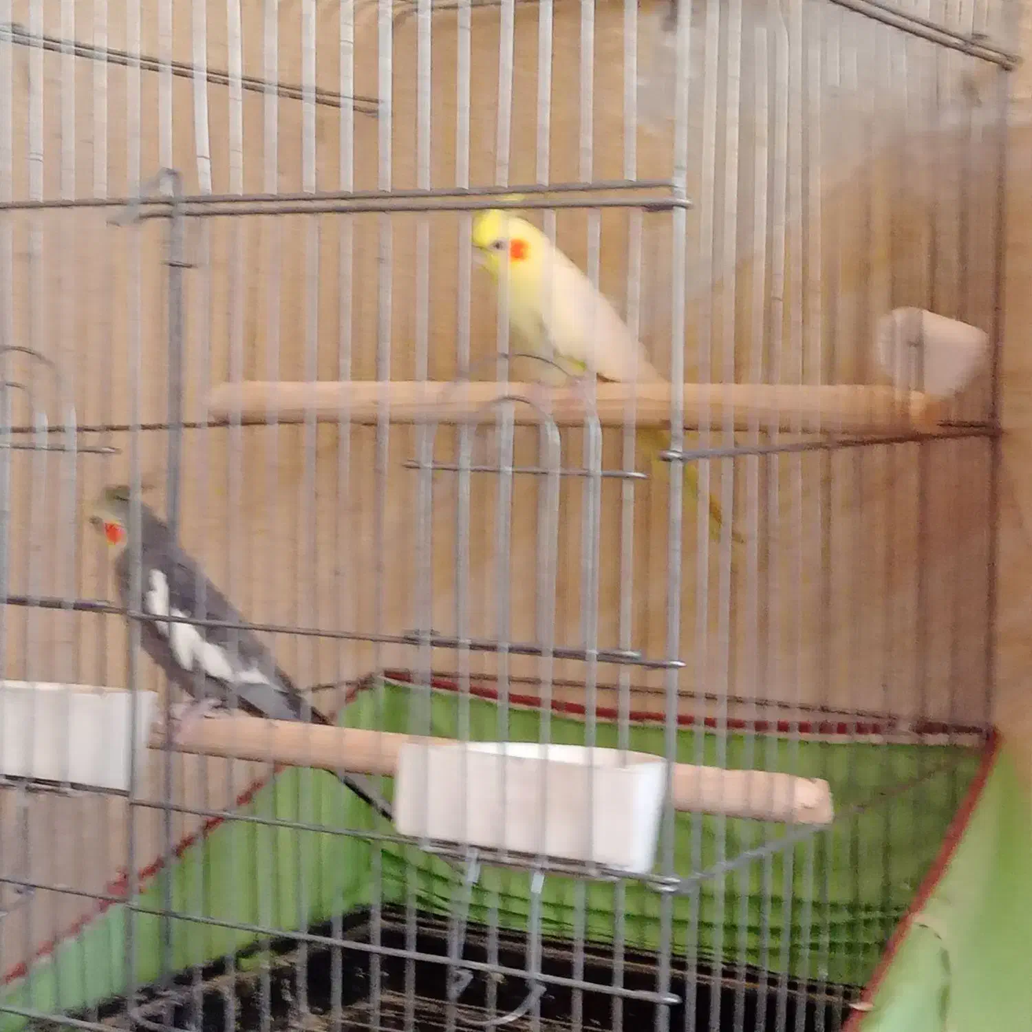 4جفت عروس هلندی مولد|پرنده|کرج, کوی امامیه|دیوار