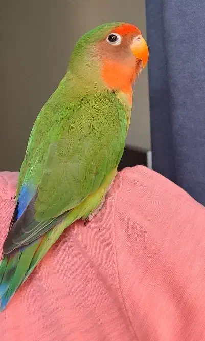 طوطی برزیلی گم شده|حیوانات|تهران, صفا|دیوار