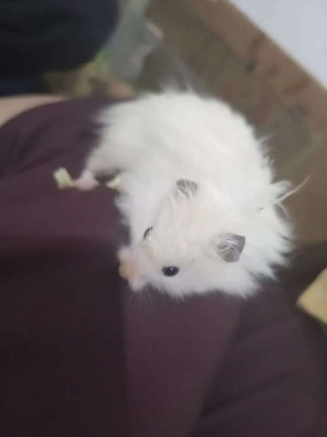 همستر|موش و خرگوش|بجنورد, |دیوار