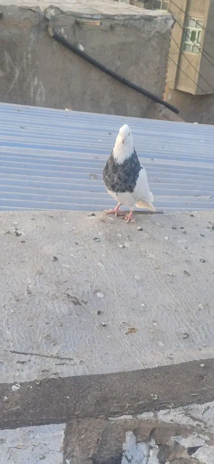 چندعددطوقیباناوردمسفیددمسیاه|پرنده|اسدآباد, |دیوار