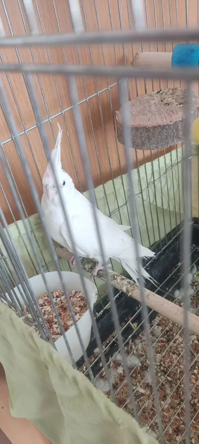 عروس هلندی آلبینو ماده|پرنده|آباده, |دیوار