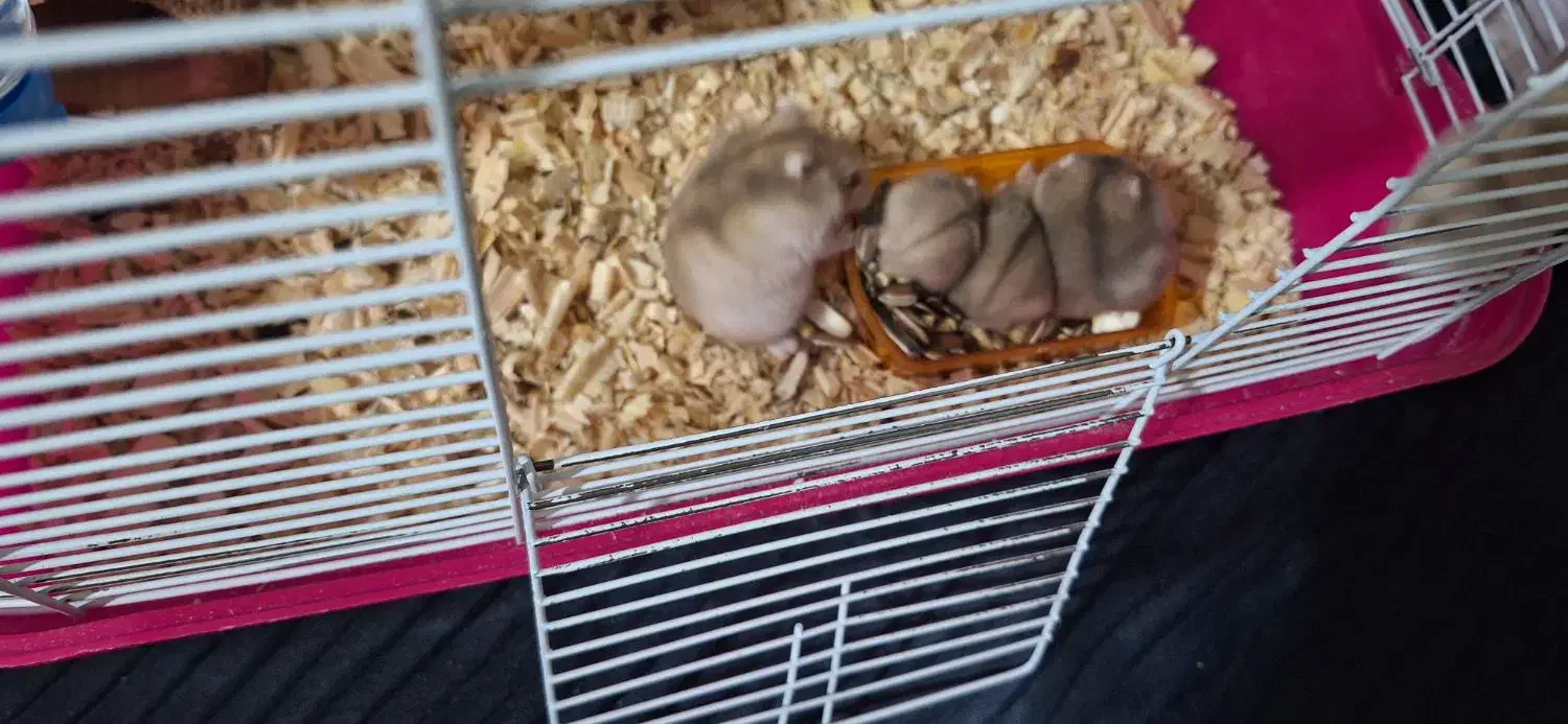 واگذاری رایگان همستر|موش و خرگوش|قزوین, |دیوار