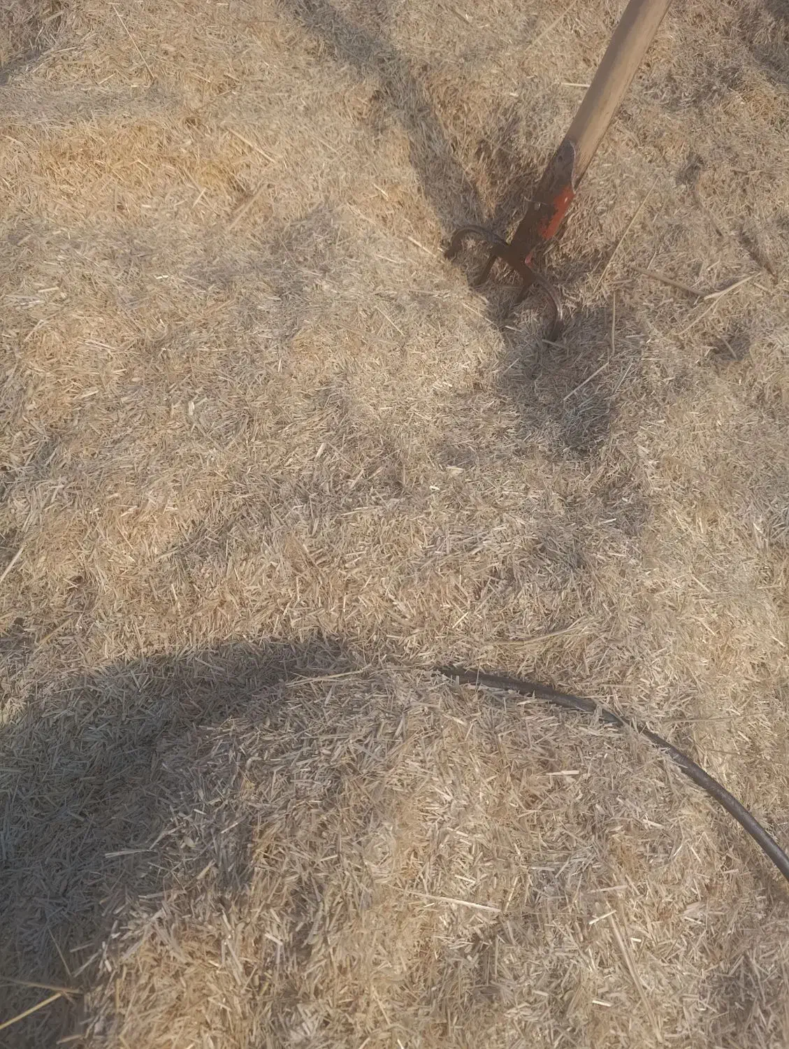 ۲۰۰ کیلو کاه داس درو درجه یک|حیوانات مزرعه|جوانرود, |دیوار